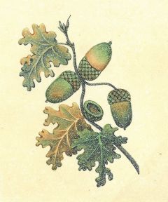 11447EG