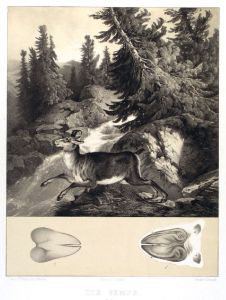 16453BG