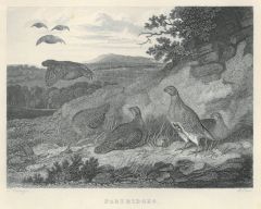 16489BG