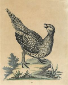 21901BG