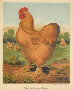 8368DG