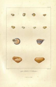 44464EG
