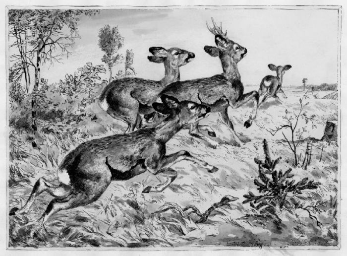 Hirsch Rehe Blick Auf Einen Waldrand Aus Dem Ein Rehbock Zwei Ricken Und Ein Rehkitz Nach Rechts Auf Eine Wiese Springen